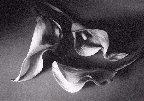 photo of lilies