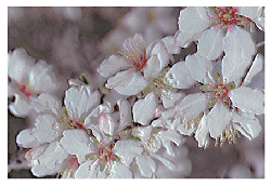 Almond Blossoms