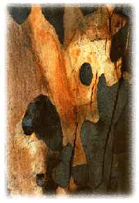 Eucalyptus Bark